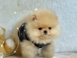 Pomerian Boo Bizim Isimiz