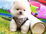 Pomerian Boo Bizim Isimiz