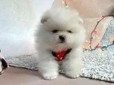 Pomerian Boo Bizim Isimiz