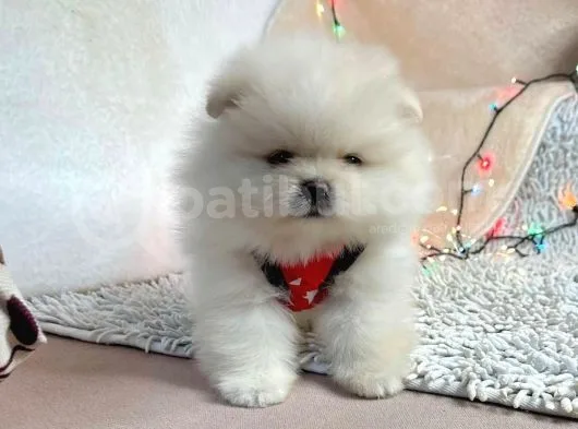 Pomerian Boo Bizim Isimiz