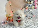 Pomerian Boo Bizim Isimiz
