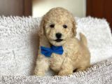 Poodle