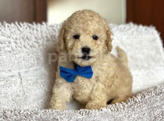Poodle görsel