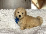 Poodle