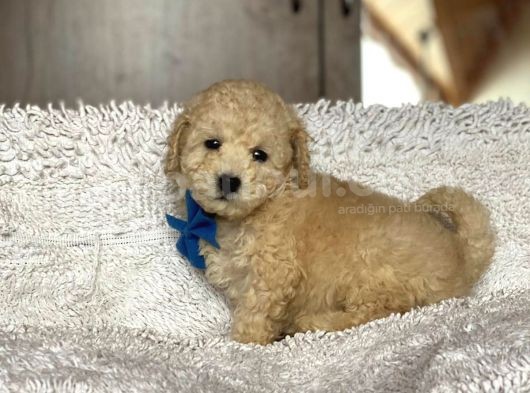 Poodle görsel