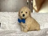Poodle