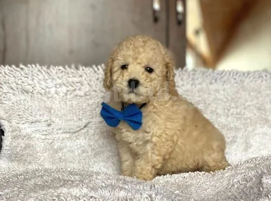 Poodle