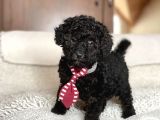 Poodle