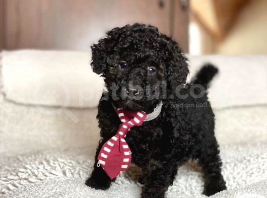 Poodle görsel