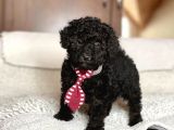 Poodle