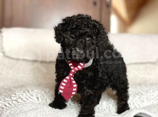 Poodle görsel