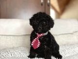 Poodle