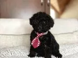 Poodle