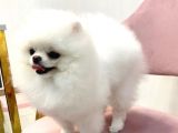 Pomeranian Boo Yavruları
