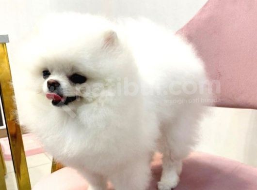 Pomeranian Boo Yavruları görsel