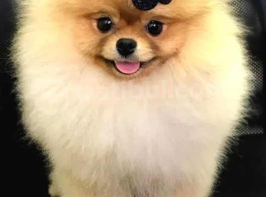 Pomeranian Boo Yavruları