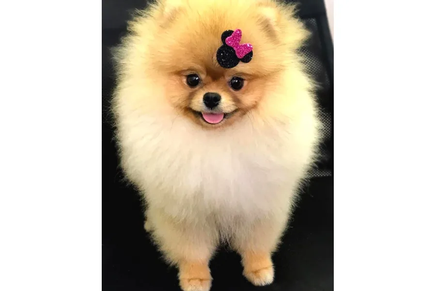 Pomeranian Boo Yavruları