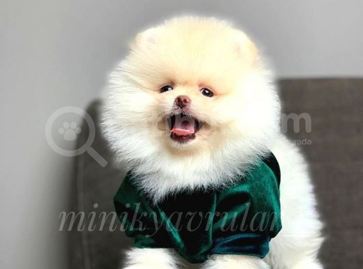 Safkan Teddy Face Pomeranian Boo Yavrularımız görsel