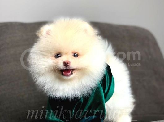 Safkan Teddy Face Pomeranian Boo Yavrularımız görsel