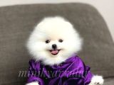 Irk Ve Sağlık Garantili Orjinal Pomeranian Boo Yavrularımız