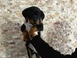 Rottweiler Yavruları