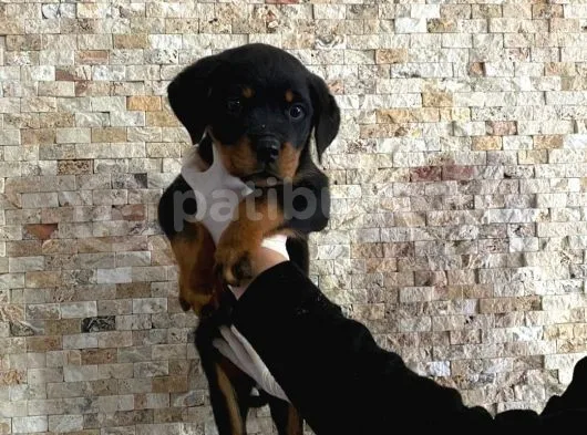 Rottweiler Yavruları