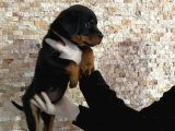 Rottweiler Yavruları