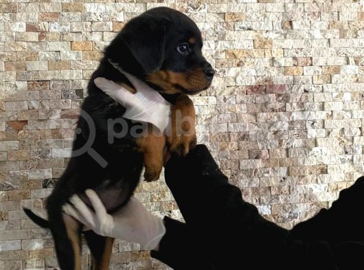 Rottweiler Yavruları görsel
