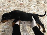 Rottweiler Yavruları