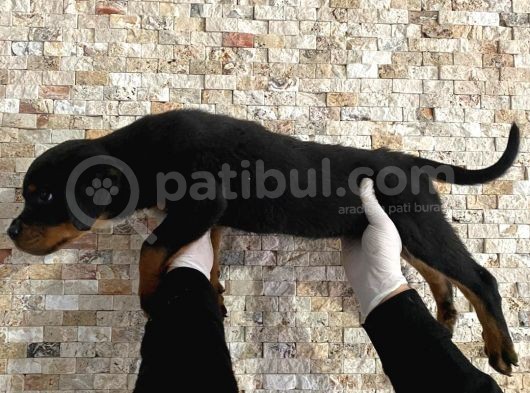 Rottweiler Yavruları görsel