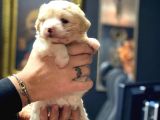 Irk Garantili Maltipoo Yavrular