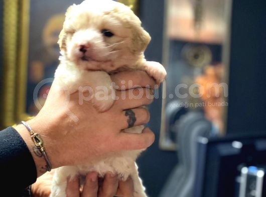 Irk Garantili Maltipoo Yavrular görsel