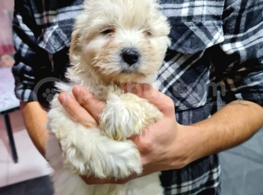 Pet Egitimli Maltipoo Yavrular görsel