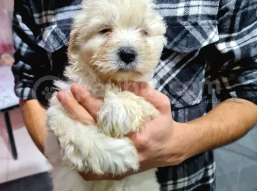 Pet Egitimli Maltipoo Yavrular