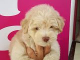 Maltipoo Yavrularımız Yeni Ailesini Beklemekte