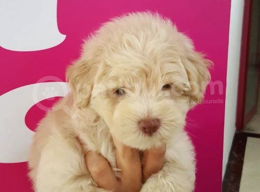 Maltipoo Yavrularımız Yeni Ailesini Beklemekte görsel
