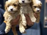 Sağlık Garantili 2.5 Aylık Maltipoo Yavrular