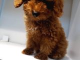 2.5 Aylik Pasaportlu Red Poodle