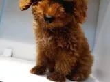 2.5 Aylik Pasaportlu Red Poodle