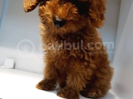2.5 Aylik Pasaportlu Red Poodle