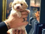 Irk Garantili Maltipoo Yavrular