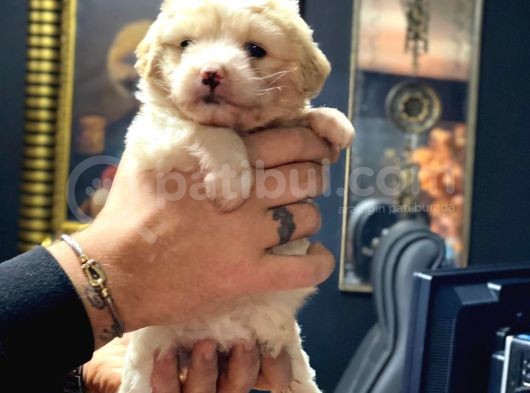 Irk Garantili Maltipoo Yavrular görsel