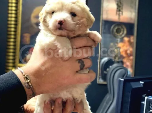 Irk Garantili Maltipoo Yavrular