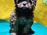 Şirin Mi Şirin Toy Poodle Yavrular