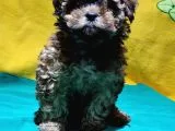 Şirin Mi Şirin Toy Poodle Yavrular