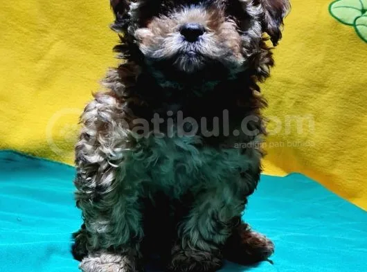 Şirin Mi Şirin Toy Poodle Yavrular
