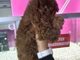 Safkan Poodle Yavrularımız