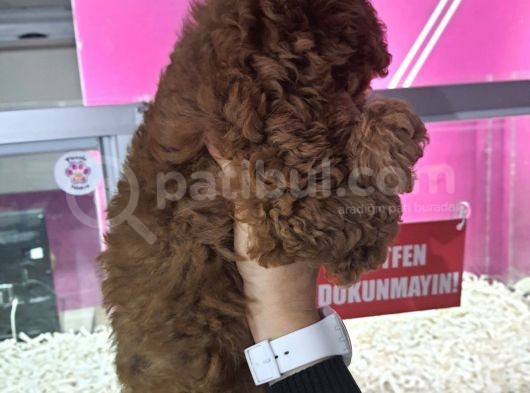 Safkan Poodle Yavrularımız görsel