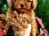 Toy Poodle Yavrularımız