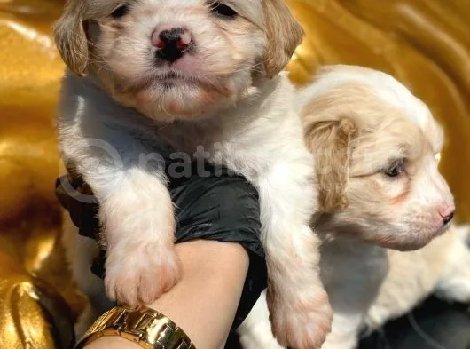 Orji̇nal Safkan Irk Saglik Garanti̇li̇ Malti̇poolarimiz